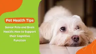 Senior Pets and Brain Health How to Support their Cognitive Function