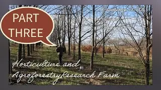 How do I Prune a Black Walnut Tree?