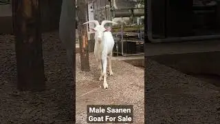 Male Saanen Goat For Sale | Whatsapp: 854-754-4000