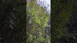 Just listen to this PURE NATURAL SOUND FROM NATURE ✝️❤️ #relaxingsound