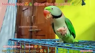 Talking parrot mithu 😍🦜|| feeding food for pahadi parrot dinner time