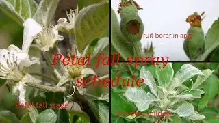 petal fall spray 2023|| petal fall spray in apple || petal fall pe kon si spray kare||