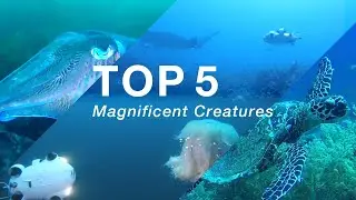 Exploring the Abyss | Top 5 Spectacular Underwater Encounters with FIFISH Underwater Drone
