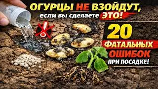 Огурцы НЕ ВЗОЙДУТ, если вы сделаете ЭТО. 20 фатальных ошибок при посадке