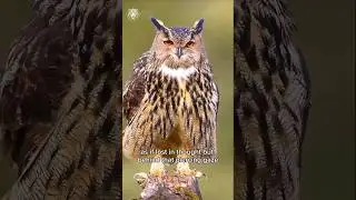 The Silent King of the Day: Eurasian Eagle Owl&rsquo;s Hidden Power #EagleOwl #WildlifeShorts #AnticWild