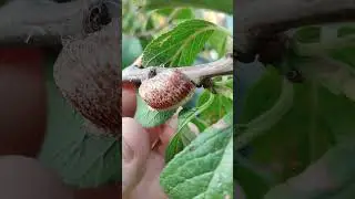 МЕДОВАЯ ООТЕКА - Защита вашего сада от вредителей  #сад #садоводство