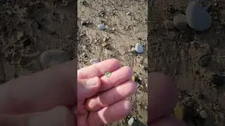 Green rare glass pebble find! Beachcombing success! 💎👍💚🏖️