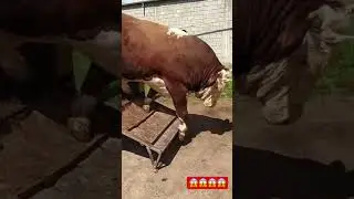 GIGANT SMENTAL BUQAMIZGA NECHA KG BERASILAR.