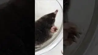Watch This Mole Dig In A 