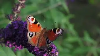 Timeless Butterflies | Fleeting Beauty