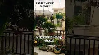 #terracegarden #Sunday Garden Update #Garden Overview