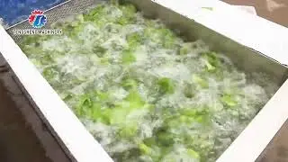 Commercial vegetable washing machine TS-X200