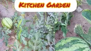kitchen Garden 🏡🏡#village  scene #gardening #savan ka Mahina #video#my valog #viral video#barish