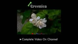 When Should We Prune Jasmine Plant?