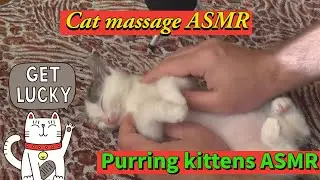 Cat massage ASMR - Purring kittens ASMR