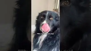 Reactive dog owner problems🙋🏼&zwj;♀️ #reactive dog #dogowner