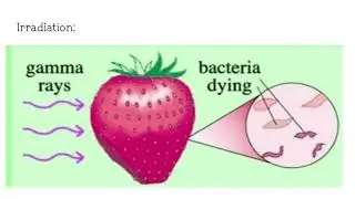 GAMMA RAYS ARE USED FOR STERILIZING FOOD