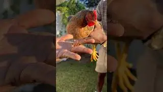 Chickens Eat Lizards? 🤔 #shorts