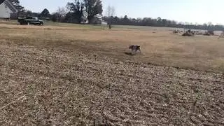 Off Leash Recall with Rocko the Pitbull .