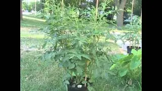 Project Tomato Comparison Review