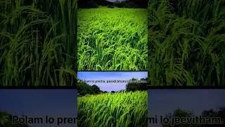 #agriculture #paddy #video #greenscreen #raithukastalu #village #song #telugusongs #1million like