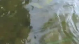 setting fish trap and checking it