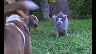 Rescue Pig Plays with Basset Hounds