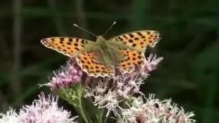 KLEINE PARELMOERVLINDER EILEGGEND