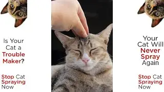 Cat Spray Stop Review: Does it REALLY Stop Cats from Spraying?