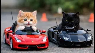 Cute Kitten Car Revenge 😼🚗 | Funny Cat Driving Story for Kids