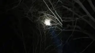Совушка 🦉 Сова Owl bird #world #nature #life #mountains #travel #village #trend #top #shots #trend