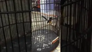 Murai si Otong ring Bejo