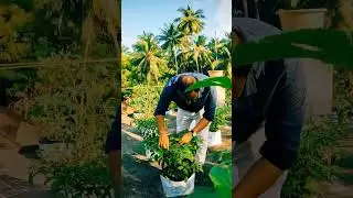 JBS CENTRE| LAKSHADWEEP| ANDROTH ISLAND| TERRACE GARDEN| INDIA| NUTRI GARDEN| VEGETABLES
