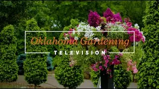 Planting Annual Containers