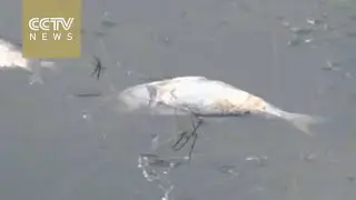 Tons of dead fish found in Rio&rsquo;s Olympic rowing venue