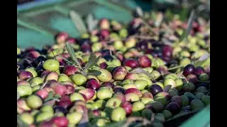 Process de trituration d'huile d'olive By Orbis Olive Oil