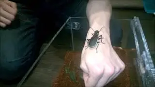 African Preditory Beetle Handling