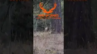 ARCHERY DIY | 20 Yards from a Big Bull...Then the Wind Shifted!  #elkhunting #publiclandhunting
