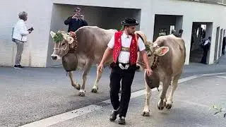 Grossviehschau Appenzell 2022