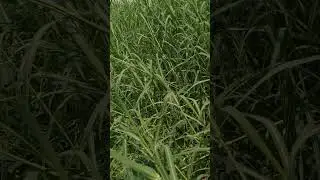 jarman white hybrid grass cultivation.