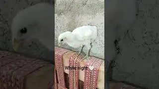 #peru #chicken #original #white night#imported line