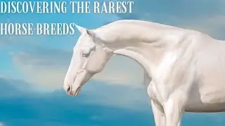 The Rarest Horse Breeds in the World