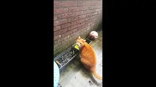 Alvi cat : drinking dirty rain water #shorts