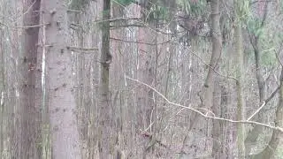 По пути в Лесу встретилась не одна Белка | Но в кадр попала одна