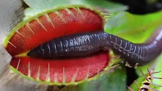 GIANT WORM CRUSHED by my DEADLY Venus Flytrap!