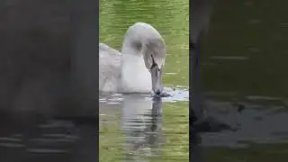 Cygnet Feeding #shorts