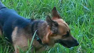 Walking with my dogs in Las Terrenas 20180204_093001.mp4