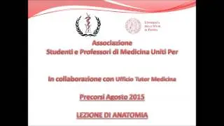 Lezione di Anatomia Umana Precorsi 2015 Apparato Muscolo Scheletrico
