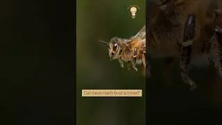 Do Bees Really Dance? Find out!