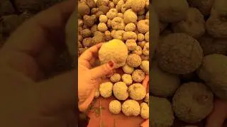 Air Potato | Ajuba Ke phayede हवाई  अलू benefits of air potato #youtubeshorts  ￼